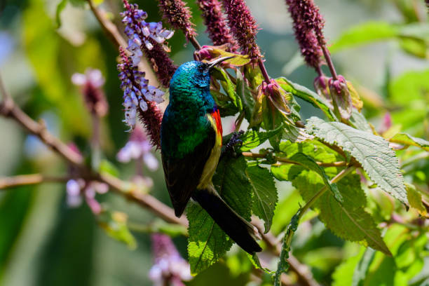 Birding Specialist Guide
