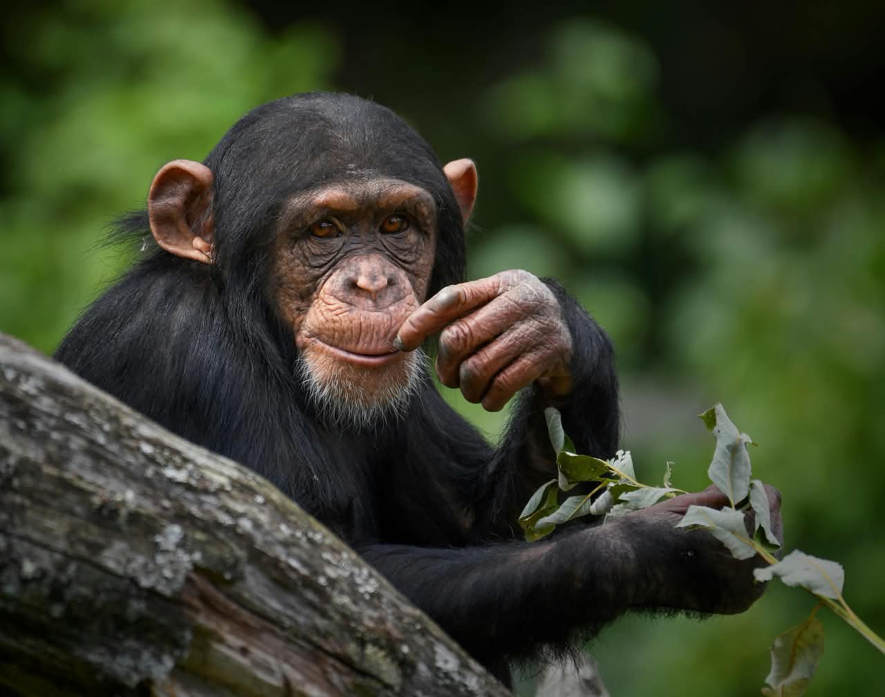 Kibale Forest National Park