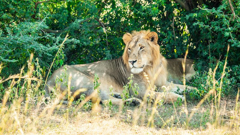 Queen Elizabeth National Park