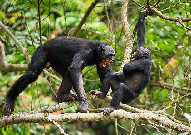 Chimpanzee in Kibale Forest