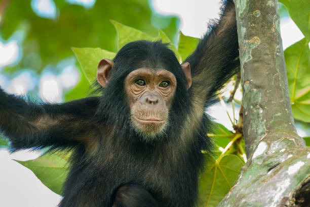 Chimpanzee in the forest