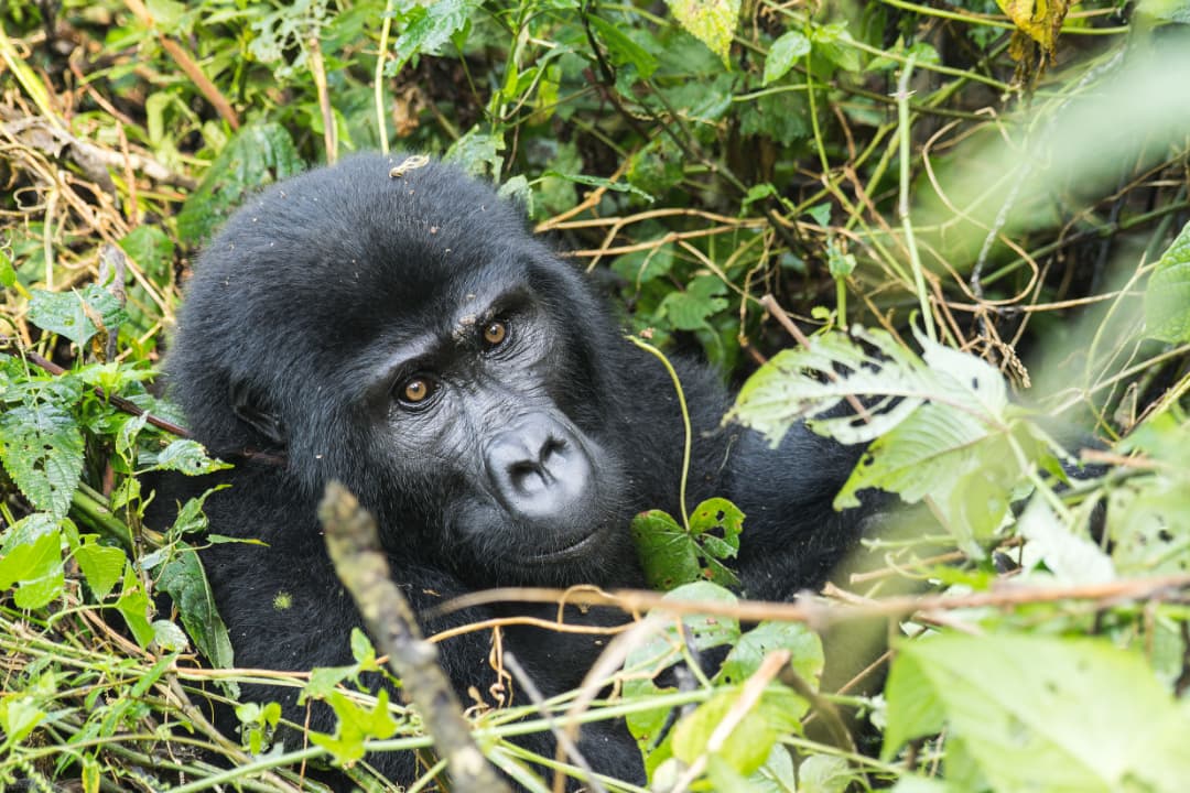 Chimpanzee in Kibale Forest