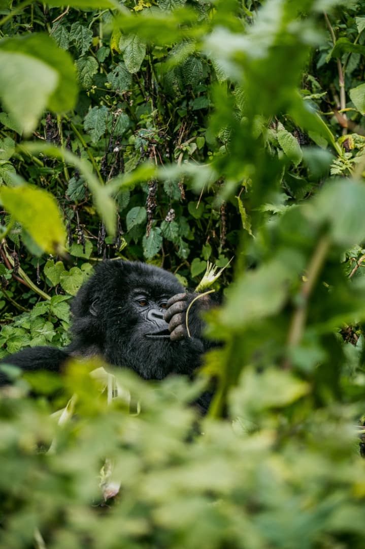 Mountain Gorilla in Bwindi